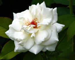 White Rose Picture