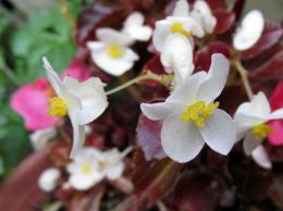 White and Yellow...