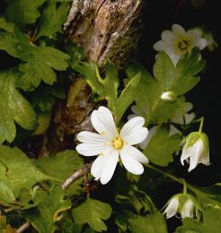 Wild flowers