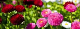 Zinnias