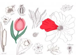 Flower Drawing Lessons