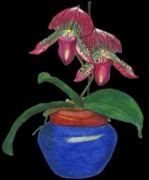 Purple Orchid In Blue Vase