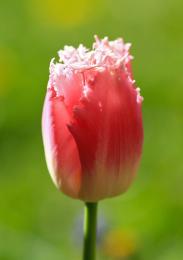 tulip