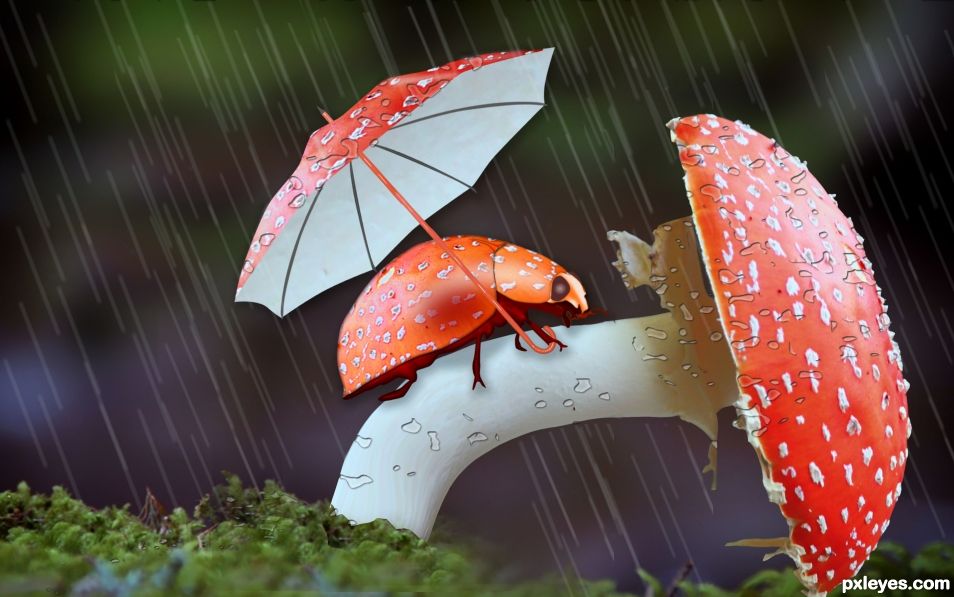 Lady Bug in Rainy season