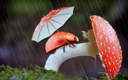 Lady Bug in Rainy season