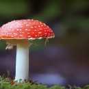 fly agaric photoshop contest