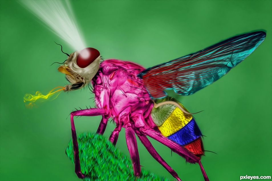 Colorful fly