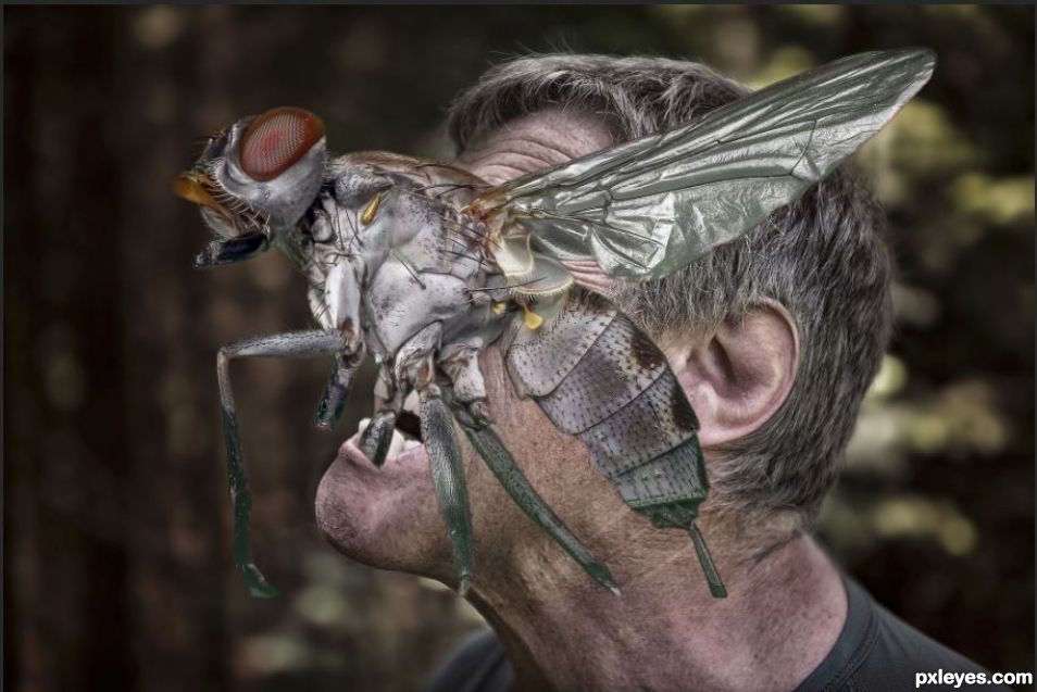 Creation of Return of the Fly: Step 1