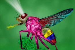 Colorful fly