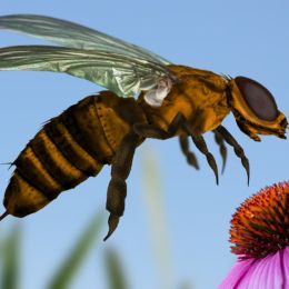 Beefly