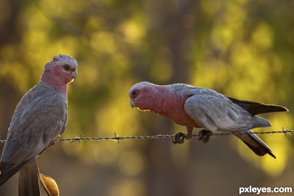 Bird Bokeh