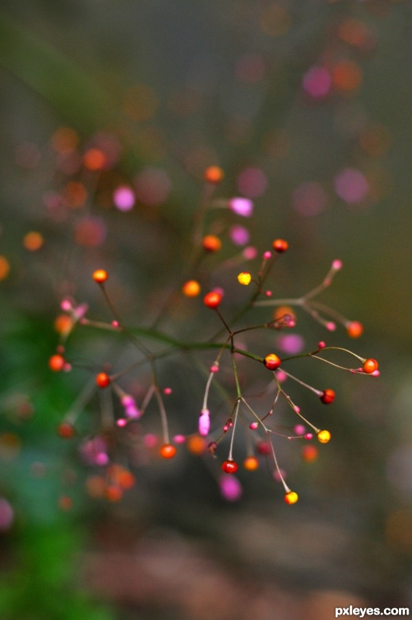 Flower seeds