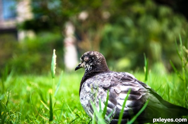 Sleeping on green grass