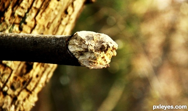 Sun on the Bark