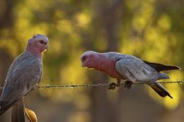 BirdBokeh