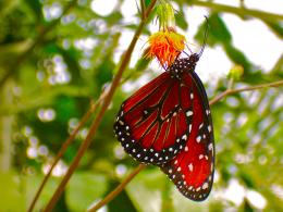 Butterfly Picture