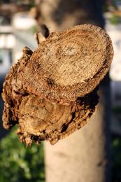Firewood needed