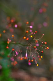 Flower seeds