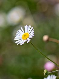 Mexican Daisy