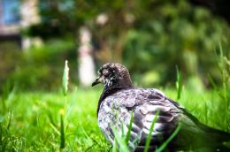 Sleeping on green grass