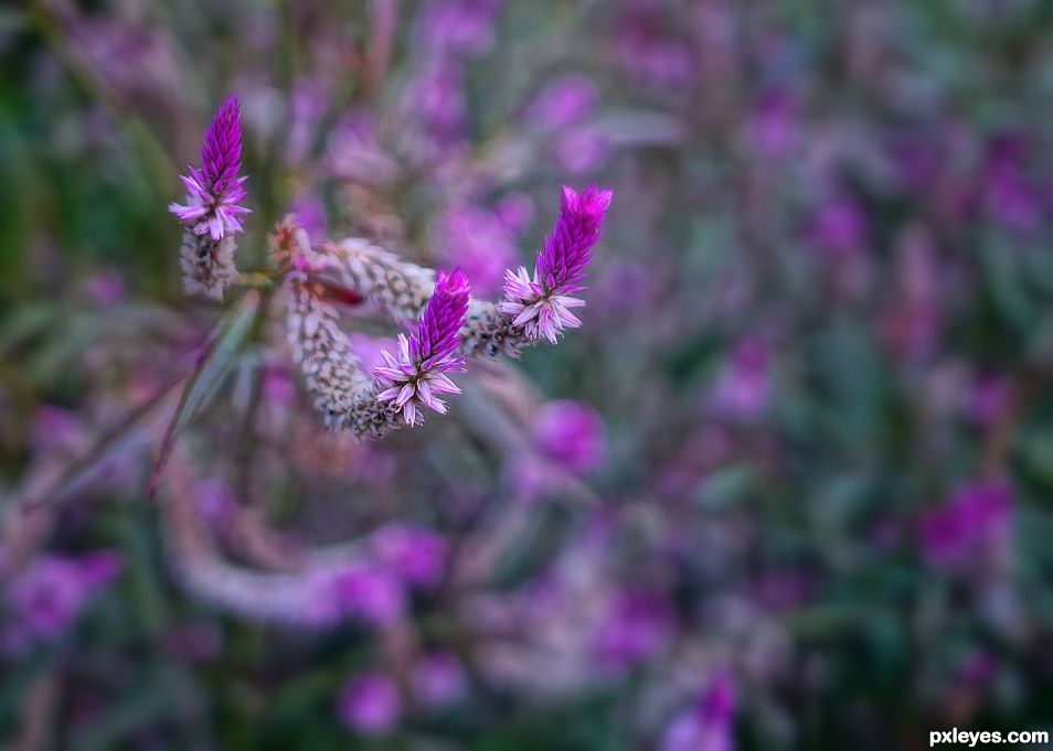 Murmurs of Magenta 