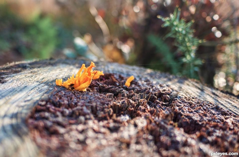 Clavulinopsis corniculata