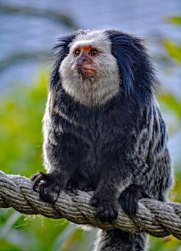 Marmoset