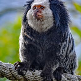 Marmoset