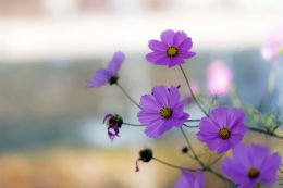 Spring flowers