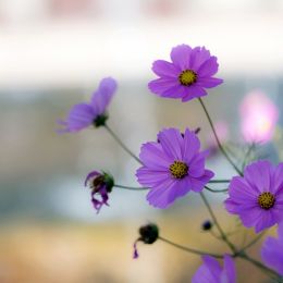 Springflowers