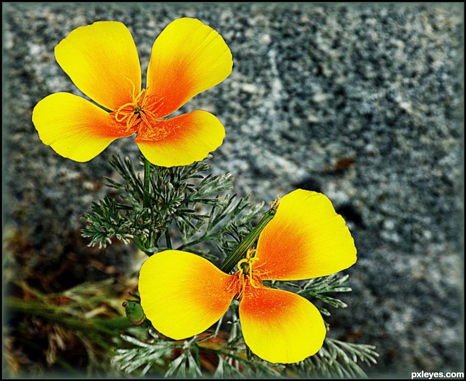 California Poppy