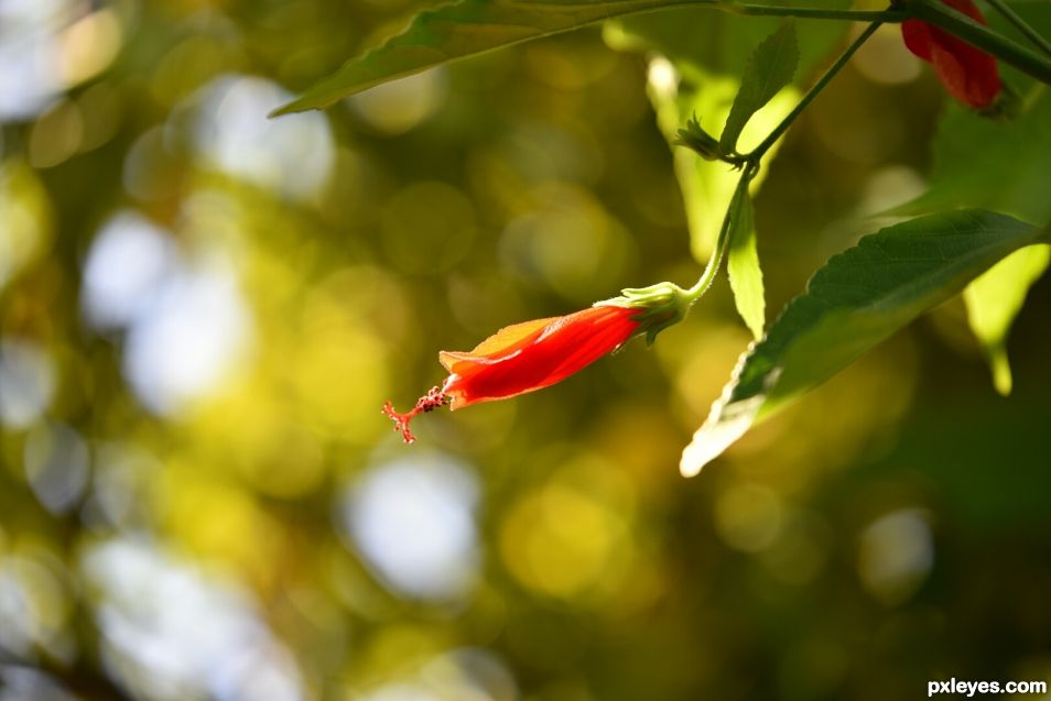 flower bokeh