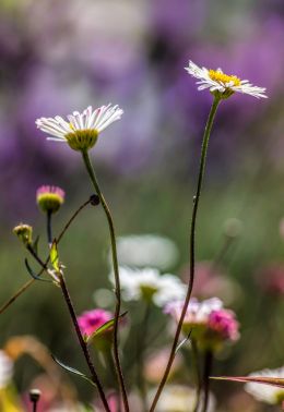 Small flowers