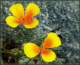 California Poppy