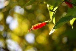 flower bokeh