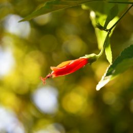 flowerbokeh