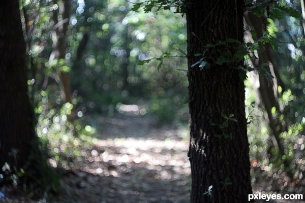 Bokeh Forest 