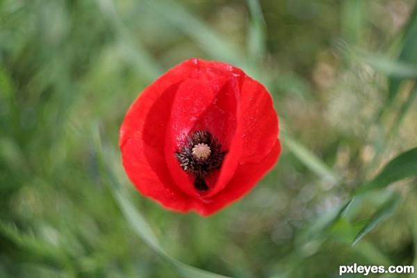 Poppy