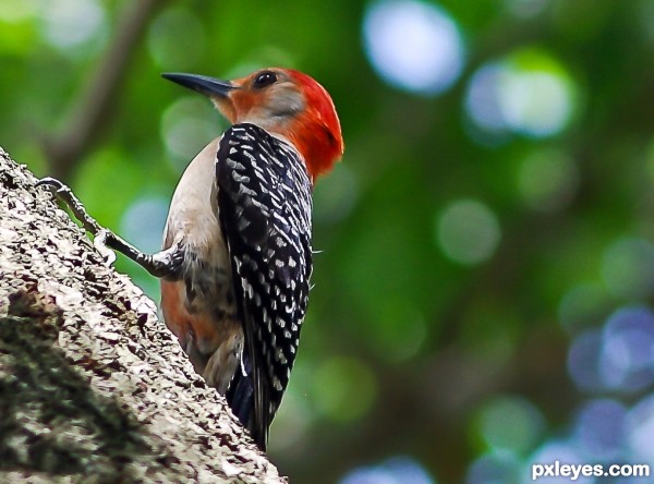 Red Bellied Woodpecker