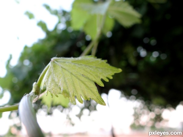 Vine Leaves