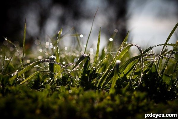 Wet Grass