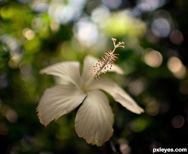 White Hibiscus