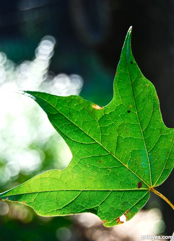 sunlit leaf