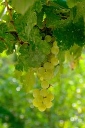 Grapes