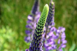 PurpleBeauty