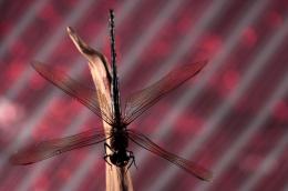 RedDragon