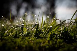 WetGrass