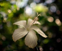 White Hibiscus