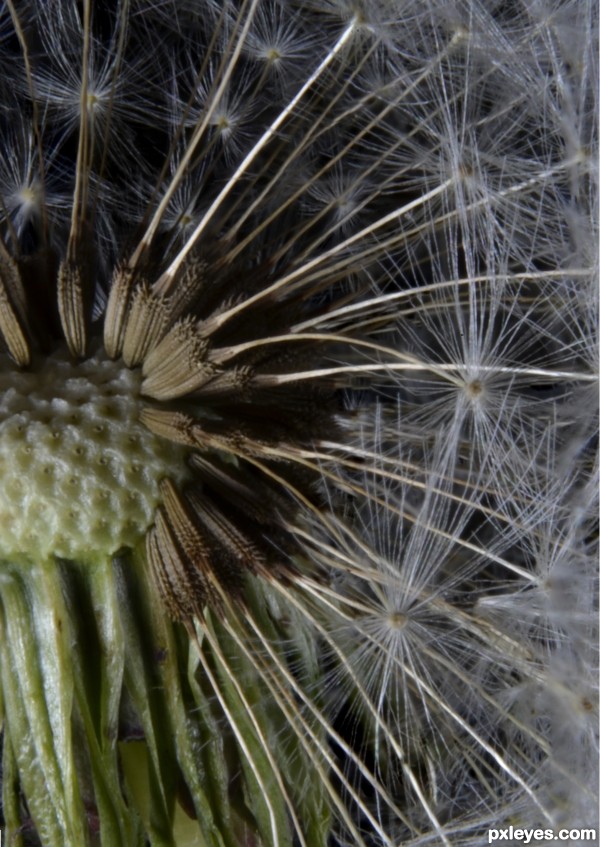 Creation of Dandelion  Seeds: Final Result