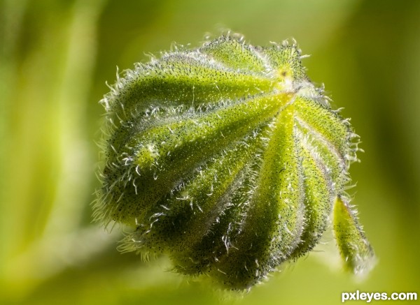 Creation of Flower bud: Final Result